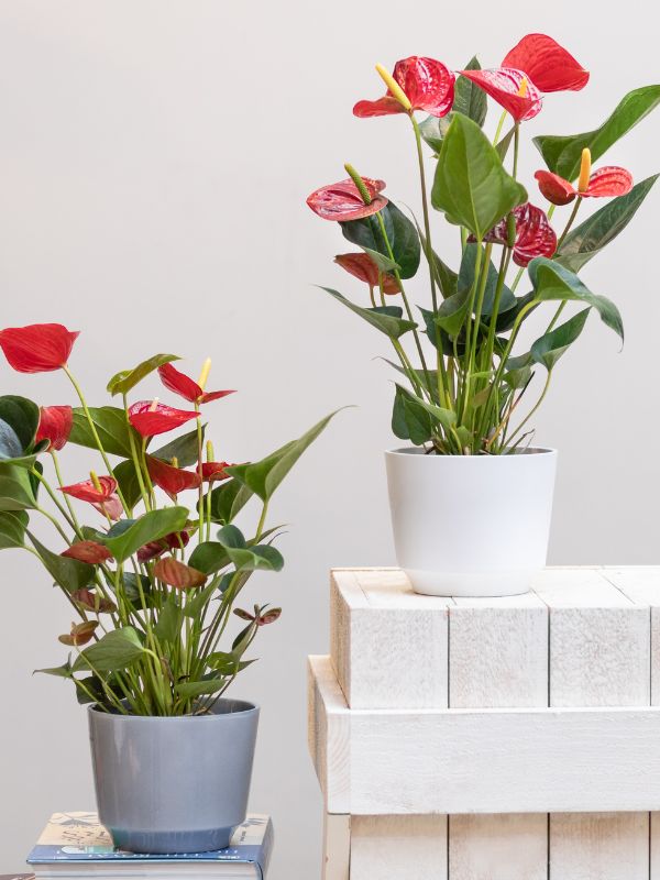 two anthurium plants in ceramic pots against a white background