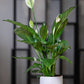 Peace lily potted plant