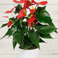 anthurium plant in white ceramic pot against a white wooden background