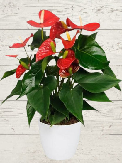 anthurium plant in white ceramic pot against a white wooden background