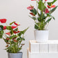 two anthurium plants in ceramic pots against a white background