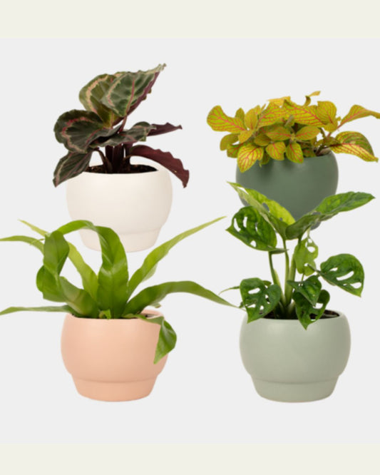 Foliage Plant in Ceramic Pot