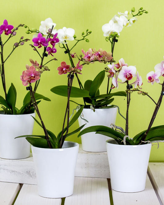 Mini orchid plant in ceramic pot
