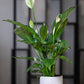 peace lily potted plant in ceramic pot
