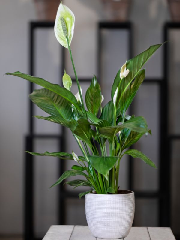 peace lily potted plant in ceramic pot