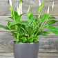 A peace lily plant displayed in a grey pot on a wooden background