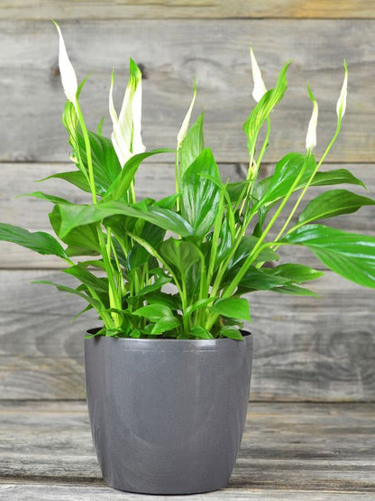 A peace lily plant displayed in a grey pot on a wooden background