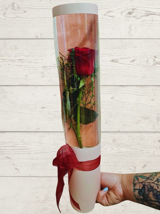 A single red rose giftwrapped in a clear cylinder with a red ribbon, presented in a vertical format.