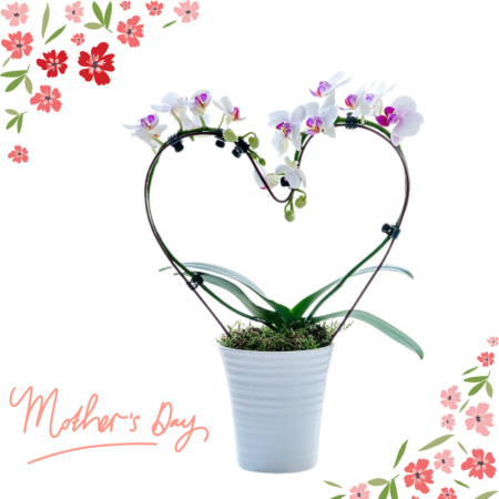 Phalaenopsis heart shaped plant