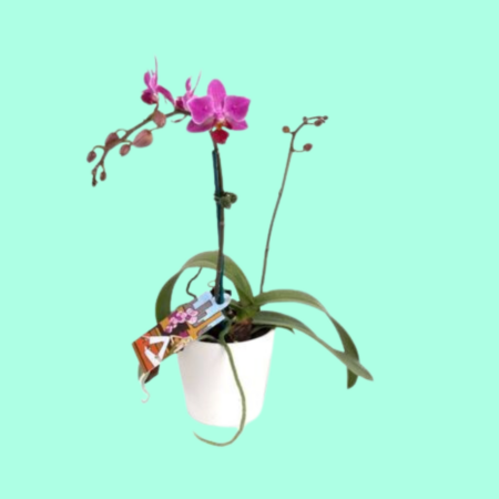 Mini Orchid plant