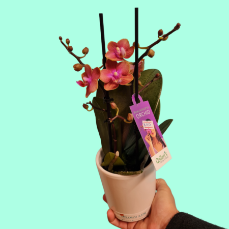 Mini potted orchid