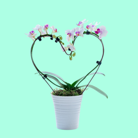 Heart shape Orchid plant