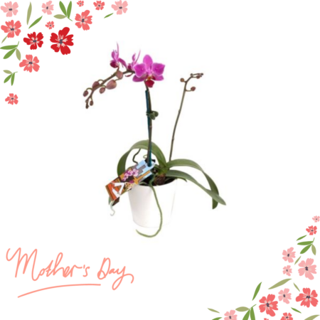 Orchid plant, mothers day