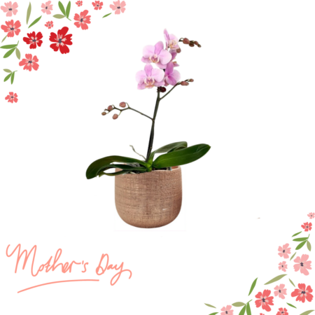 Mini Phalaenopsis orchid plant